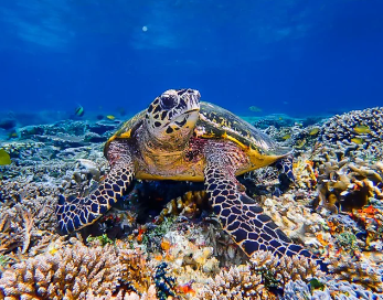 Raja Ampat, Papua: A Nature Masterpiece Unveiled