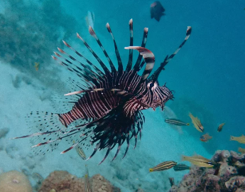Raja Ampat Snorkeling Trip: Explore the Hidden Underwater Paradise of Indonesia