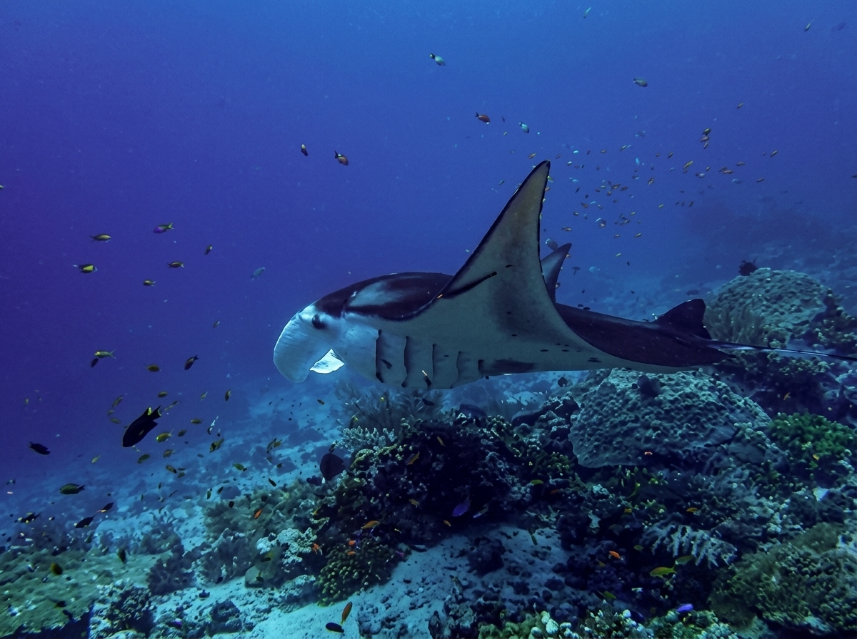 Manta Point